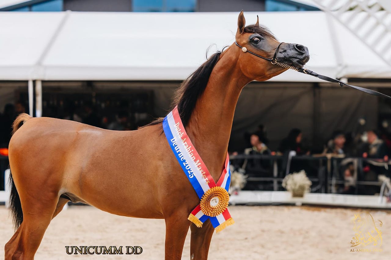 Unicumm DD Unicumm DD