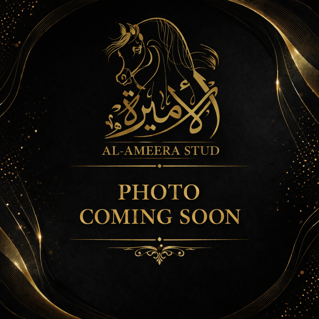 arabian horse temporary image